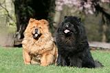 CHOW CHOW 613